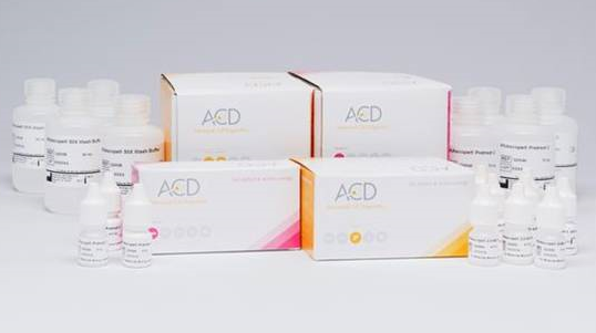 RNAscope 3-plex Positive Control Probe